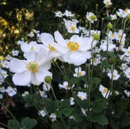 Anemone 'Honerine Jobert'