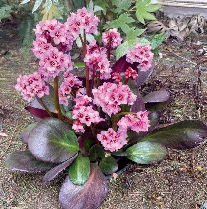 Bergenia 'Vintage Blush'