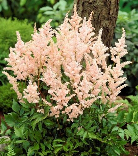 Astilbe j. 'Peach Blossom'