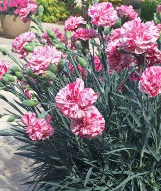 Dianthus Devon Cottage 'Pinball Wizard'