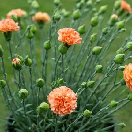 Dianthus Scent First 'Orange Sparkler' Dianthus Scent First 'Orange Sparkler'