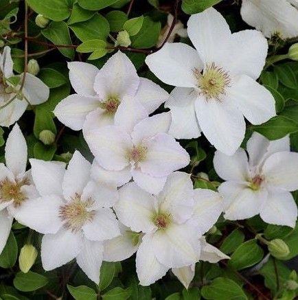Clematis 'Guernsey Flute'