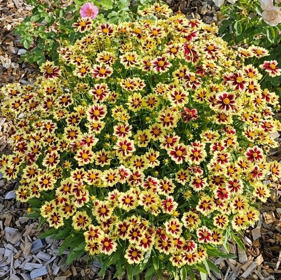 Coreopsis g. 'Solar Fancy' Coreopsis g. 'Solar Fancy'