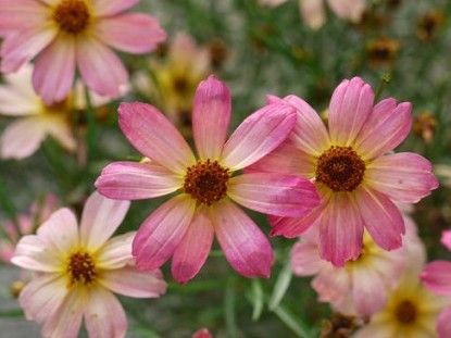Coreopsis Permathread 'Shade of Rose' Coreopsis Permathread 'Shade of Rose'