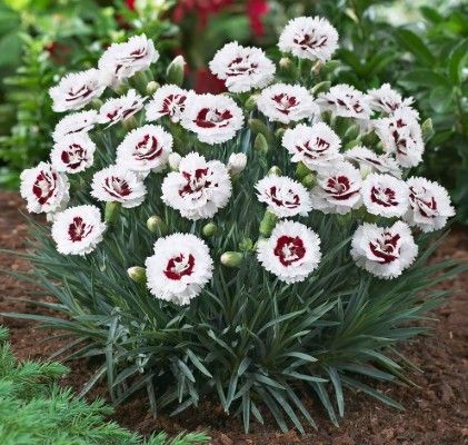 Dianthus Scent First 'Coconut Surprise'