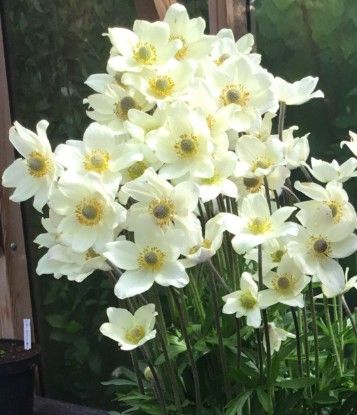 Anemone x 'Spring Beauty'