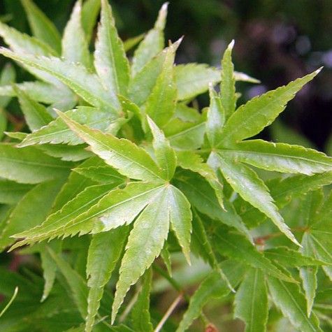 Acer p. 'Adoba jo' Acer p. 'Adoba jo'