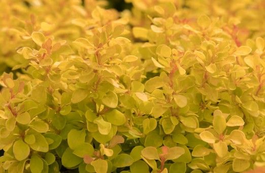 Berberis t. Golden Jackpot 'Joyce'
