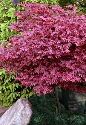 Acer p. 'Adrian's Compact' Acer p. 'Adrian's Compact'
