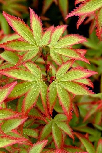 Acer p. 'Kiyohime yatsubusa' Acer p. 'Kiyohime yatsubusa'