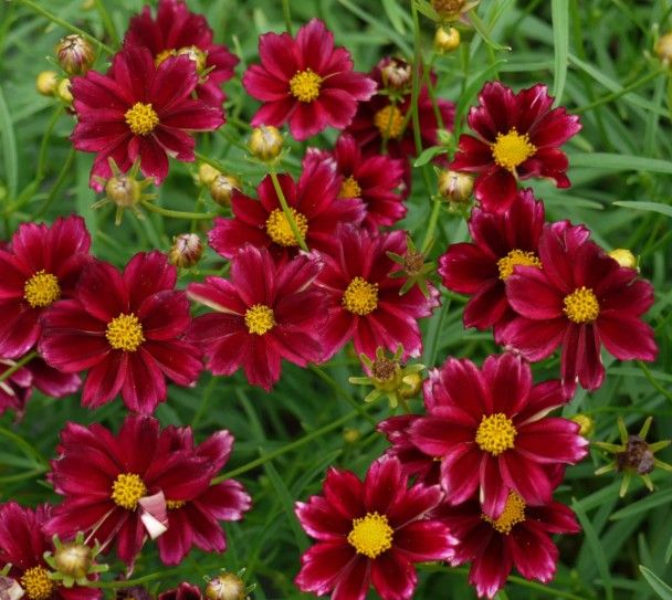 Coreopsis Big Bang 'Mercury Rising'