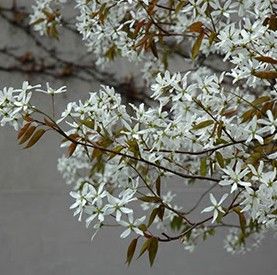Amelanchier c. 'Spring Glory'