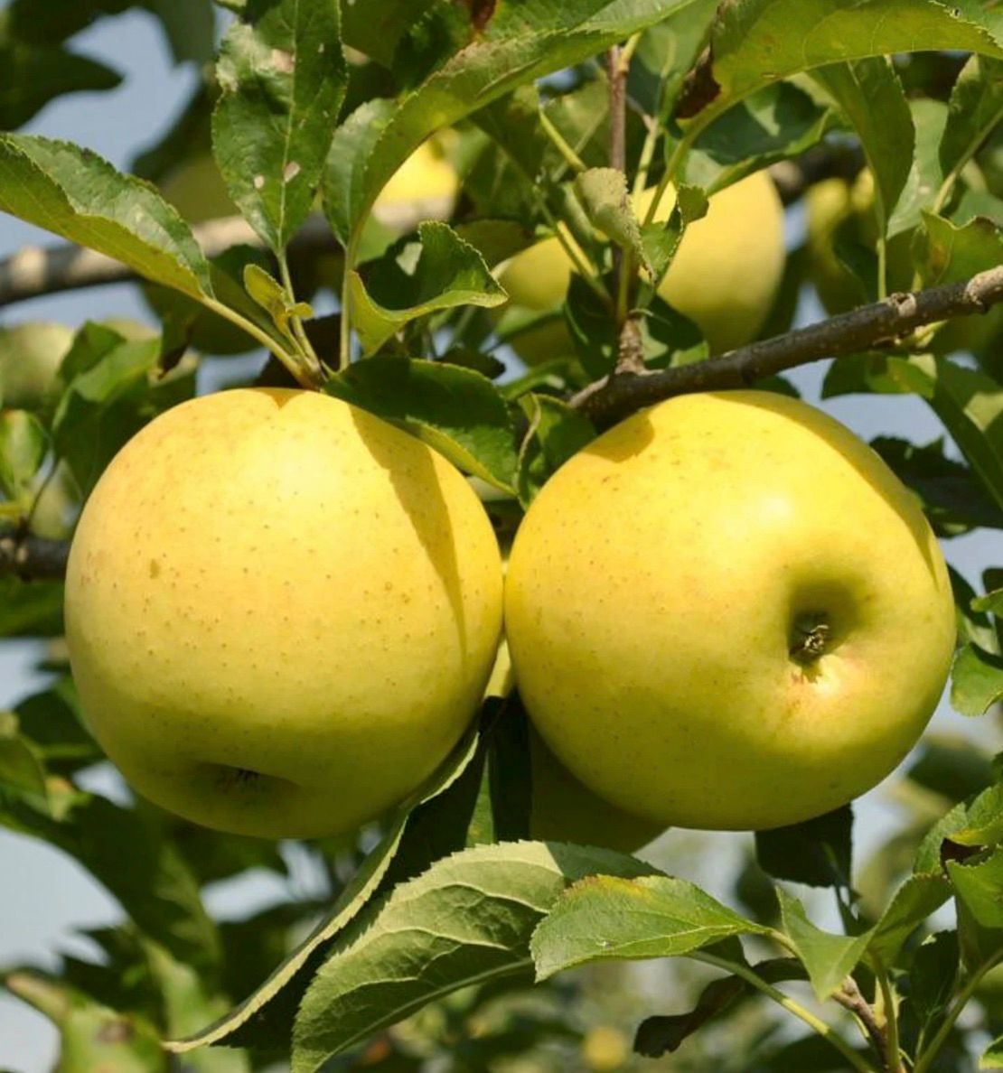Fruit, Apple 'Golden Delicious'