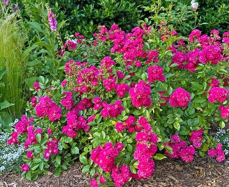 Rosa x Oso Easy 'Peasy'