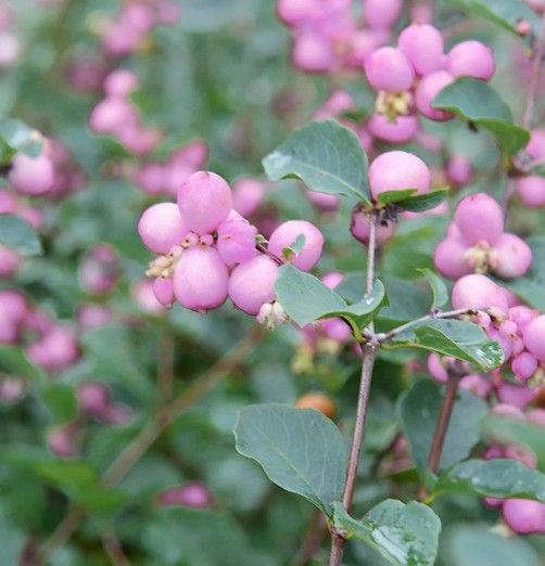 Symphoricarpos x d. 'Magic Berry' Symphoricarpos x d. 'Magic Berry'