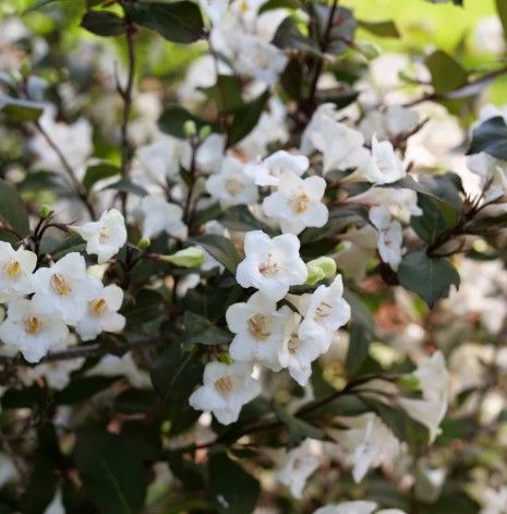 Weigela f. 'Wine & Spirits' Weigela f. 'Wine & Spirits'