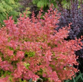 Berberis t. Sunjoy 'Tangelo'