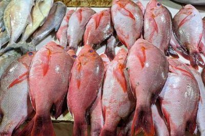 IKAN LAUT SEGAR/BEKU