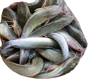 IKAN AIR TAWAR SEGAR
