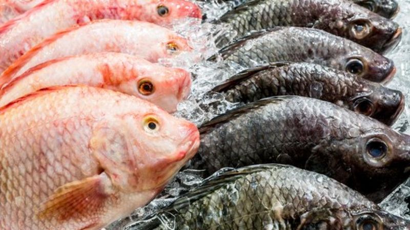 Ikan Nila