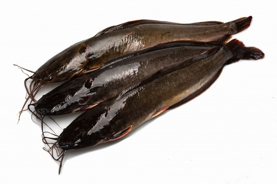 Ikan Lele