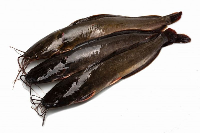 Ikan Lele