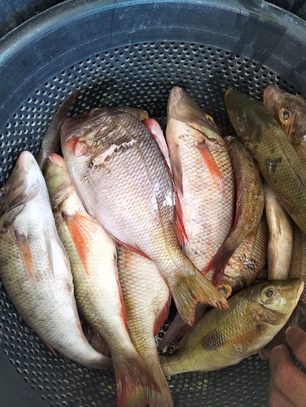 Ikan kakap putih/kerapu