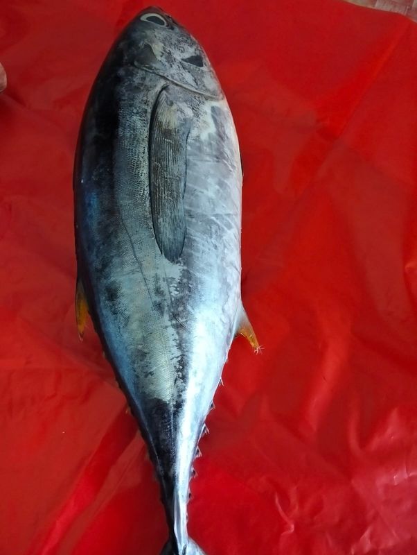 Ikan belang Kuning