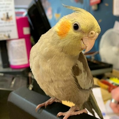 Birds