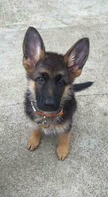 Puppy Products