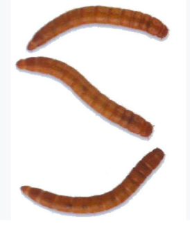 Standard Mealworms