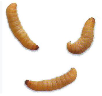 Standard Waxworms
