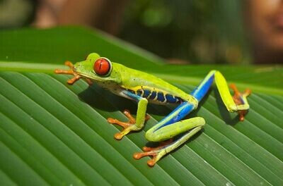 Reptiles, Invertebrates &amp; Amphibians