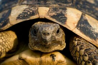 Tortoise