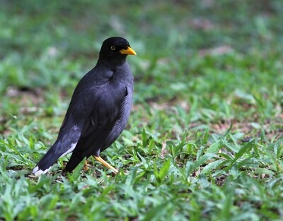 Wild Bird Food &amp; Feeders
