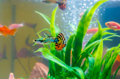 Fish