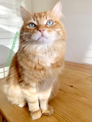 Adopt a Cat