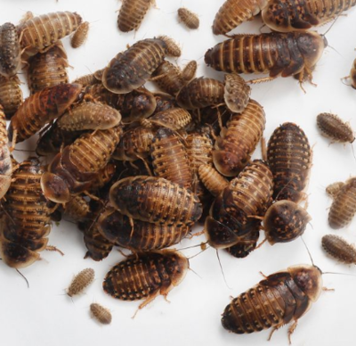 Dubia Roaches - Large