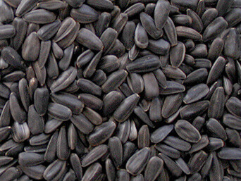 Black Oil Sunflower Seeds - 600g