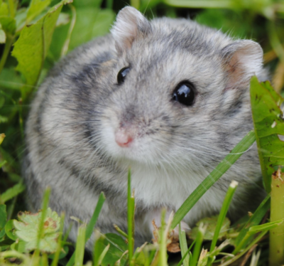 Russian Dwarf (Winter White) Hamsters