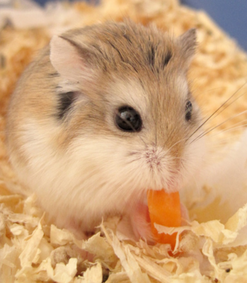 Roborovski Dwarf Hamsters