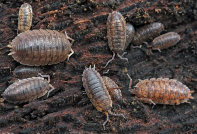 Plum Isopods (Clean Up Crew) - Pack of 10