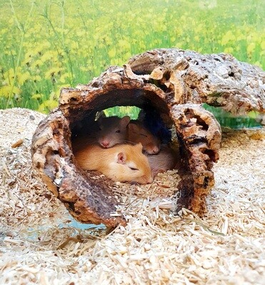 Small Animals