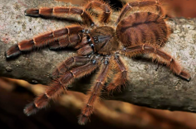 Peach Earth Tiger Tarantula (Phormingochilus sp. rufus)
