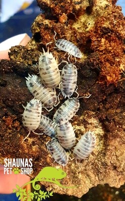 Dairy Cow Isopods - 10pk