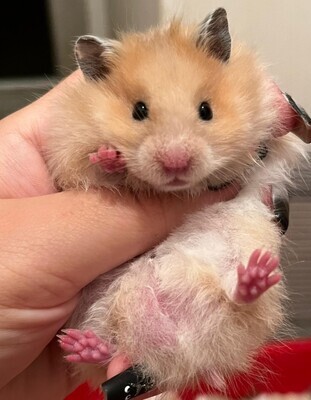 Available Small Animals
