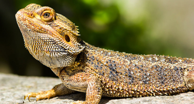 Reptile &amp; Enclosure Complete Packages