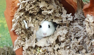Bedding