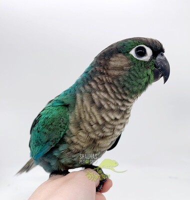 Birds Shauna s Pet Shop Online Pet Store Dublin Ireland