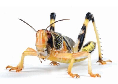 Small Locusts - Size 2